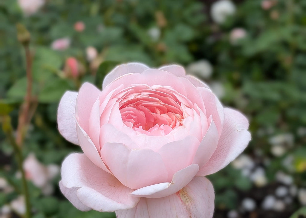 A Note on Roses